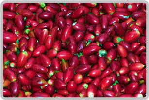 Miracle Fruit Berries by the thousands